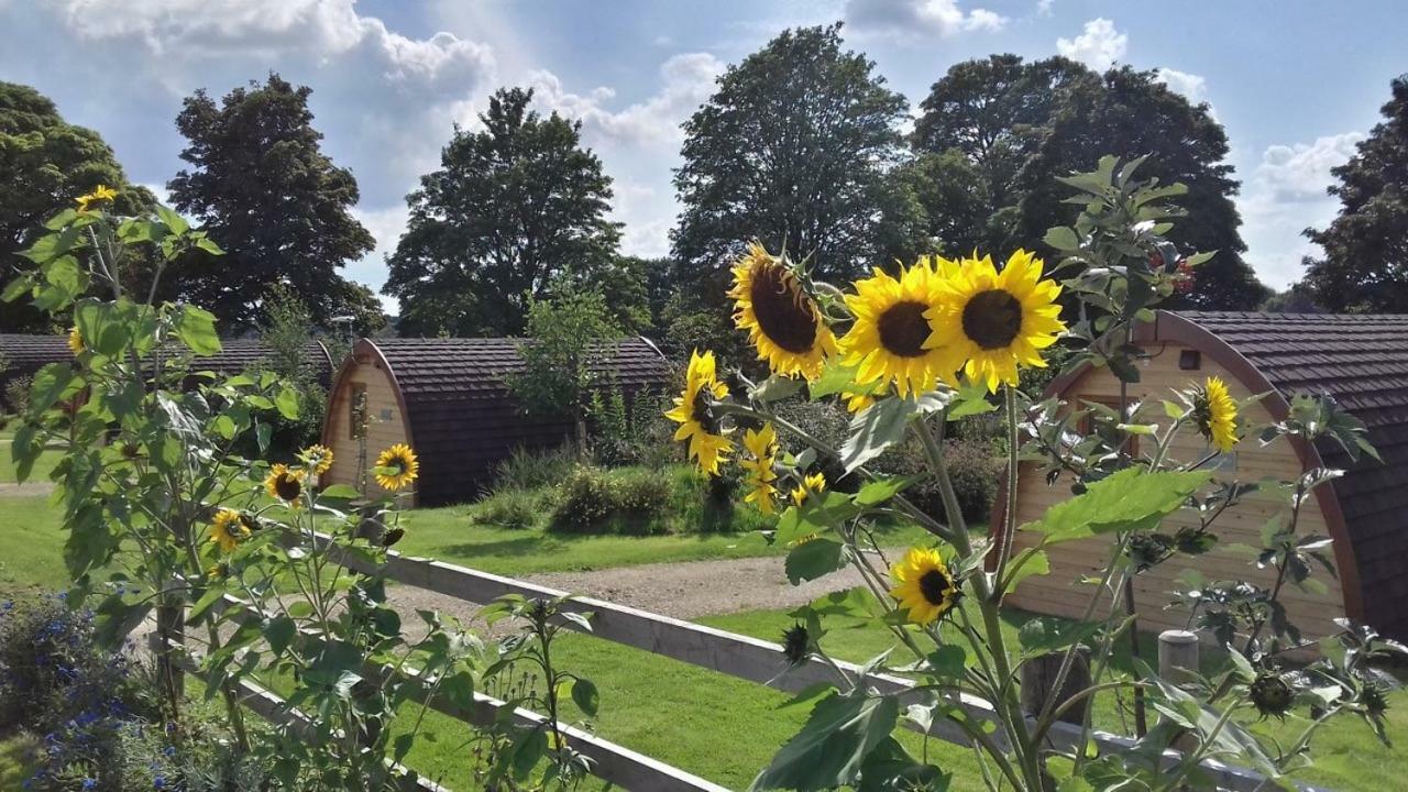Mallow Glamping Pod Cheltenham Zewnętrze zdjęcie